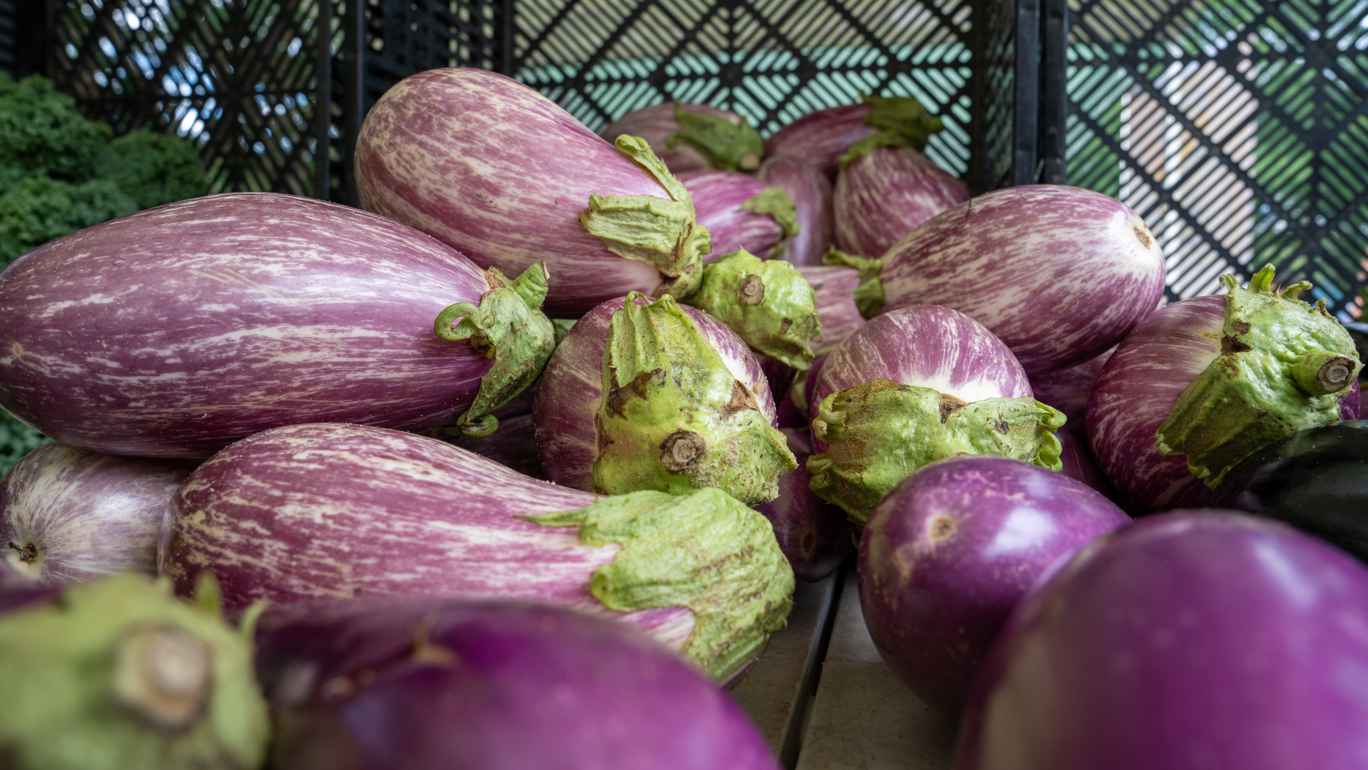 Eggplant