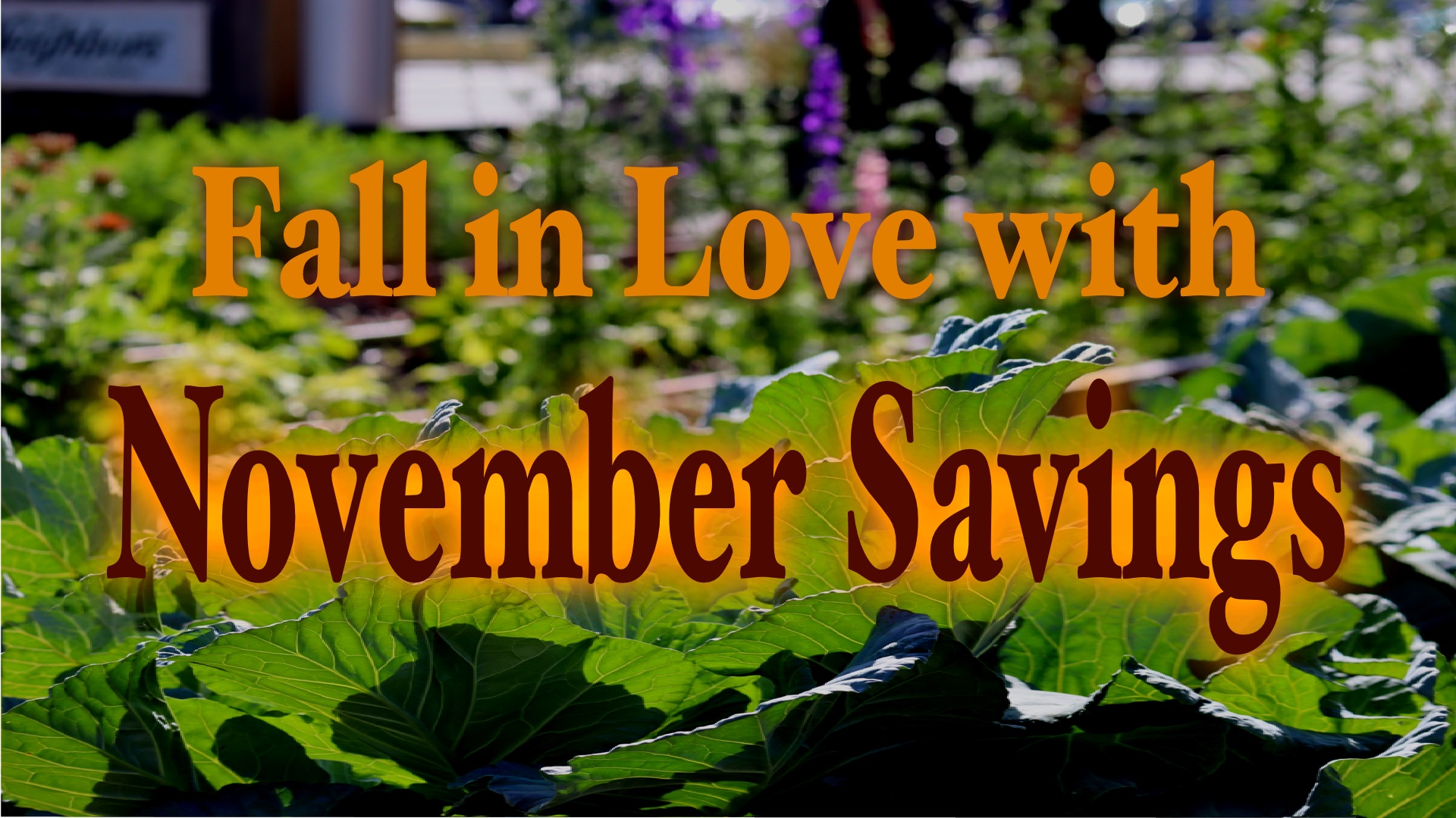 Fall in Love with November Savings